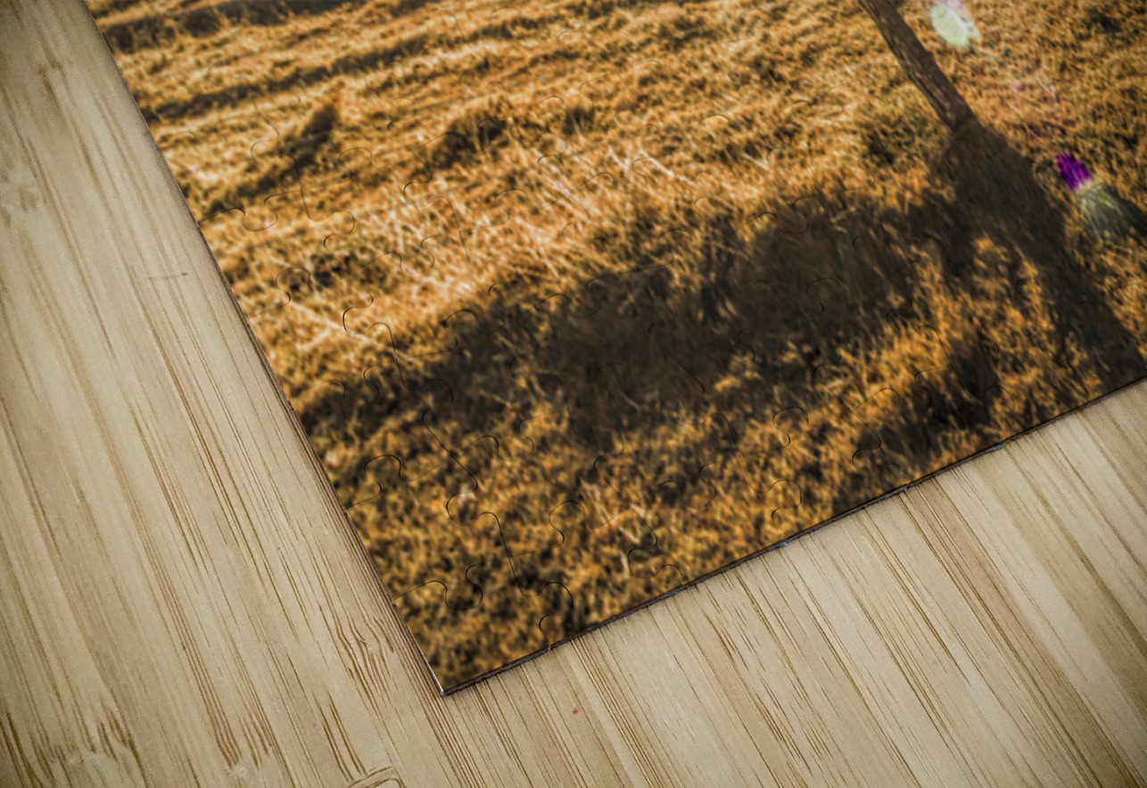 Golden Light Jorgo Puzzle