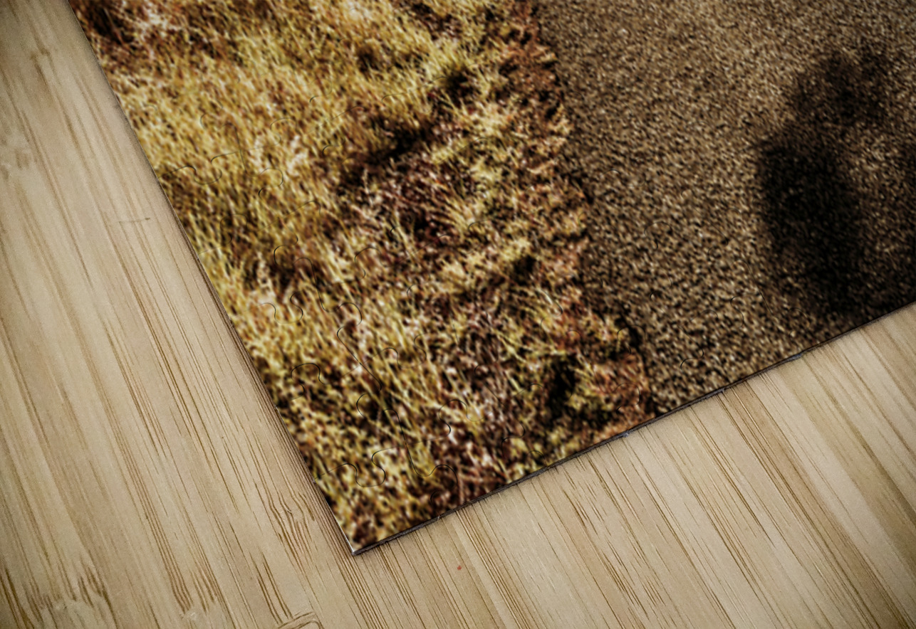 Summer Escape Jorgo Puzzle