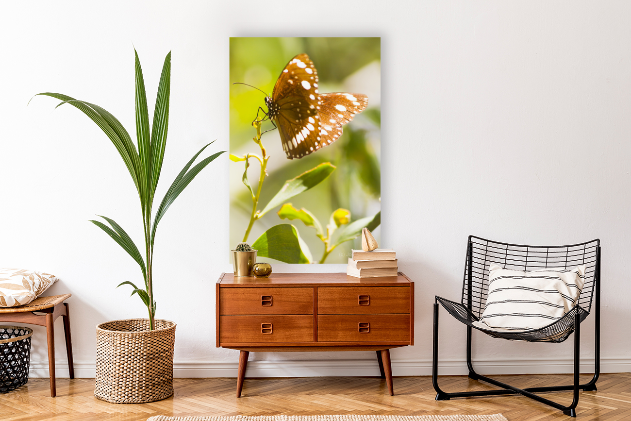 Spotted black crow butterfly  Art